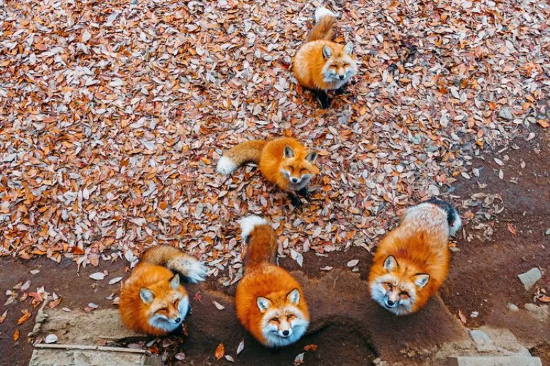 Foxes Zao Fox Village Japan